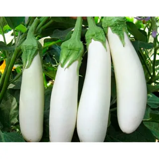 خرید بادمجان سفید